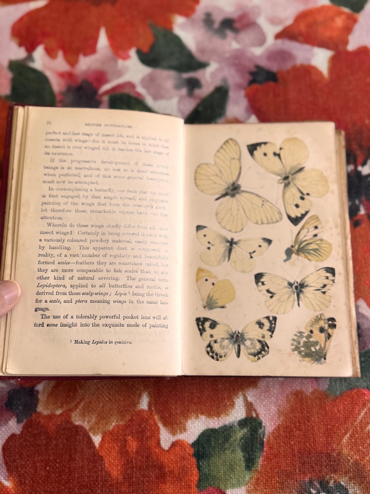 RESERVED FOR RHI Antique Victorian Copy of Common British Butterflies by WS Coleman Routledge 1880