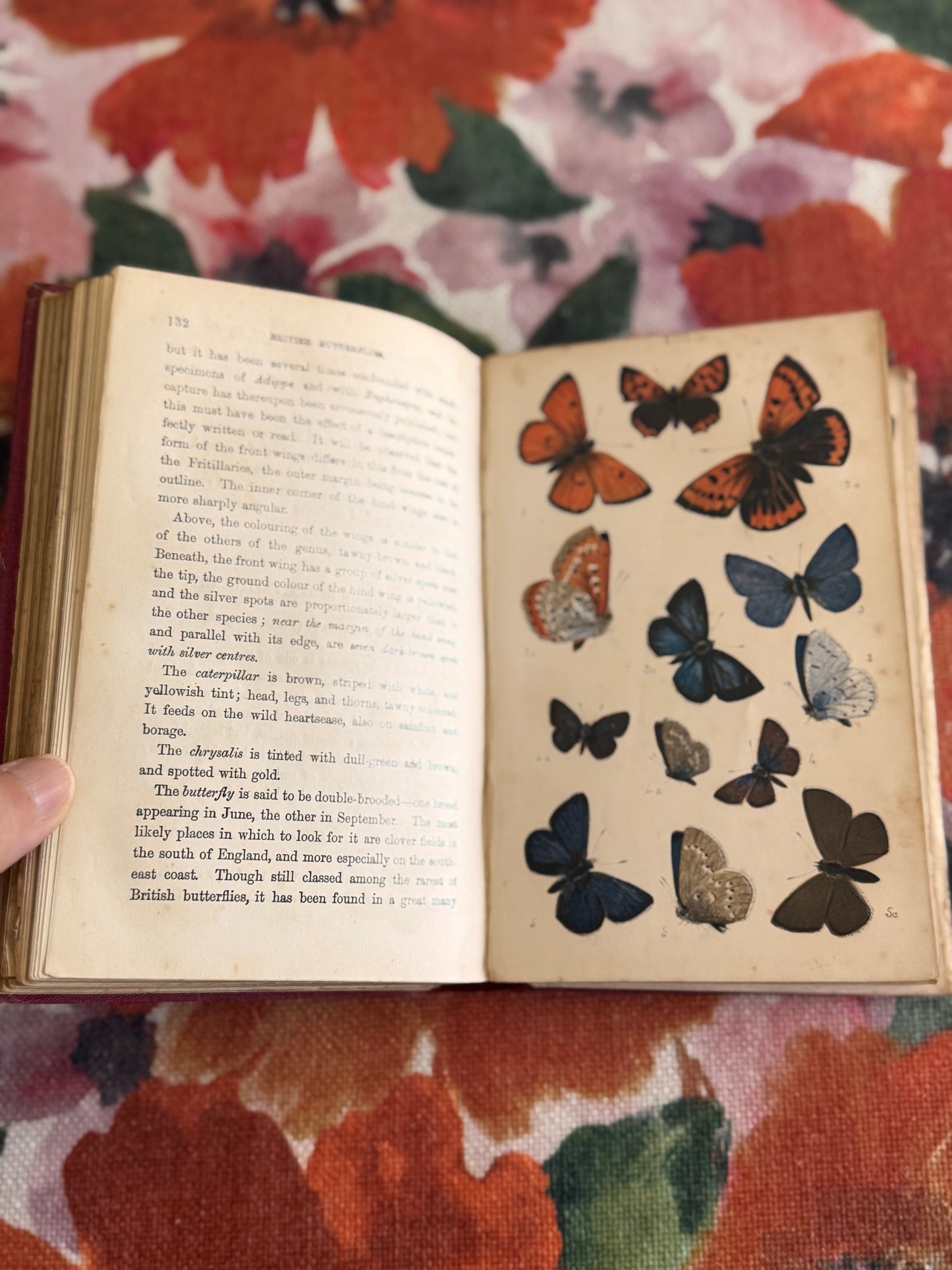 RESERVED FOR RHI Antique Victorian Copy of Common British Butterflies by WS Coleman Routledge 1880