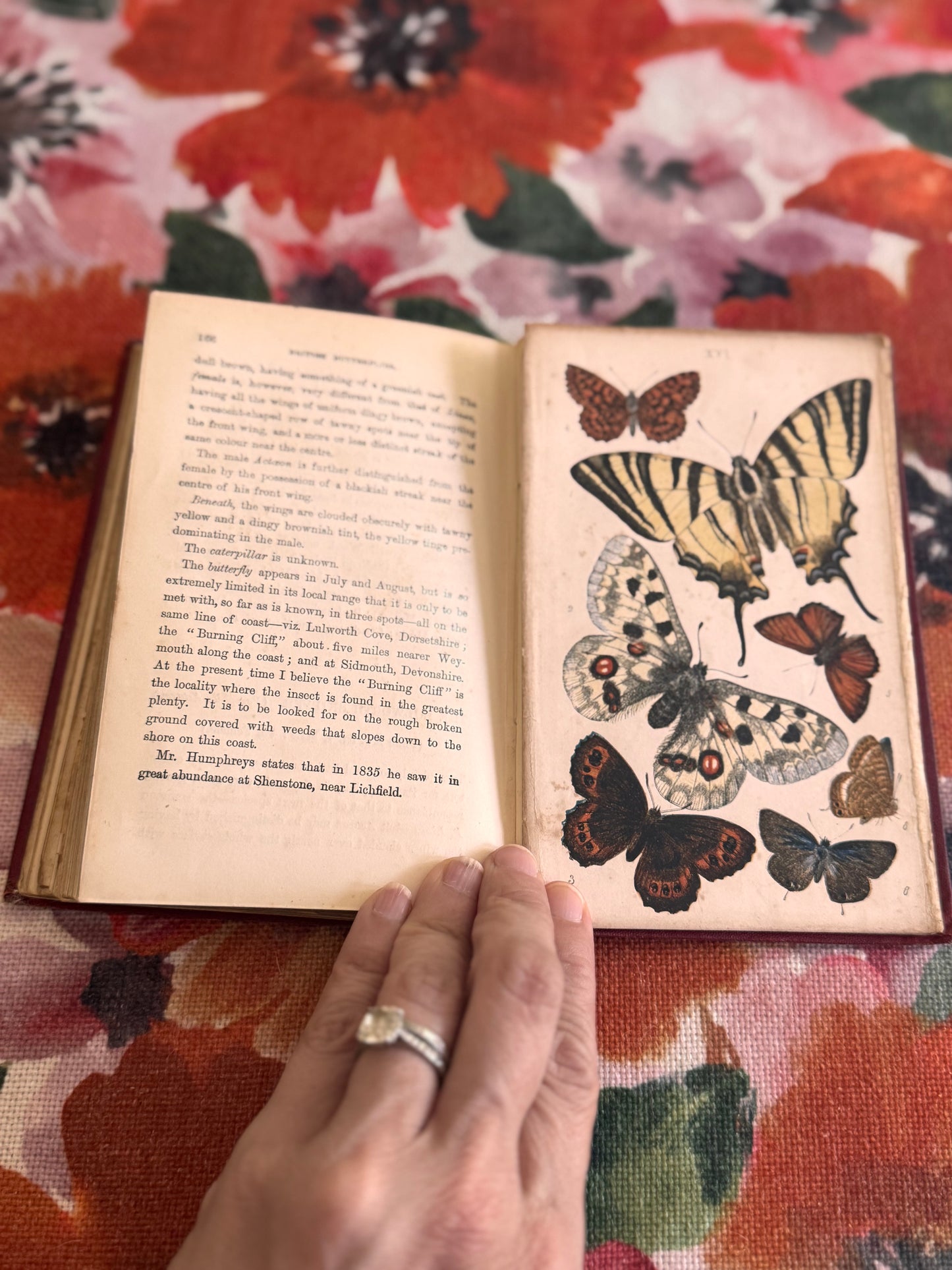 RESERVED FOR RHI Antique Victorian Copy of Common British Butterflies by WS Coleman Routledge 1880