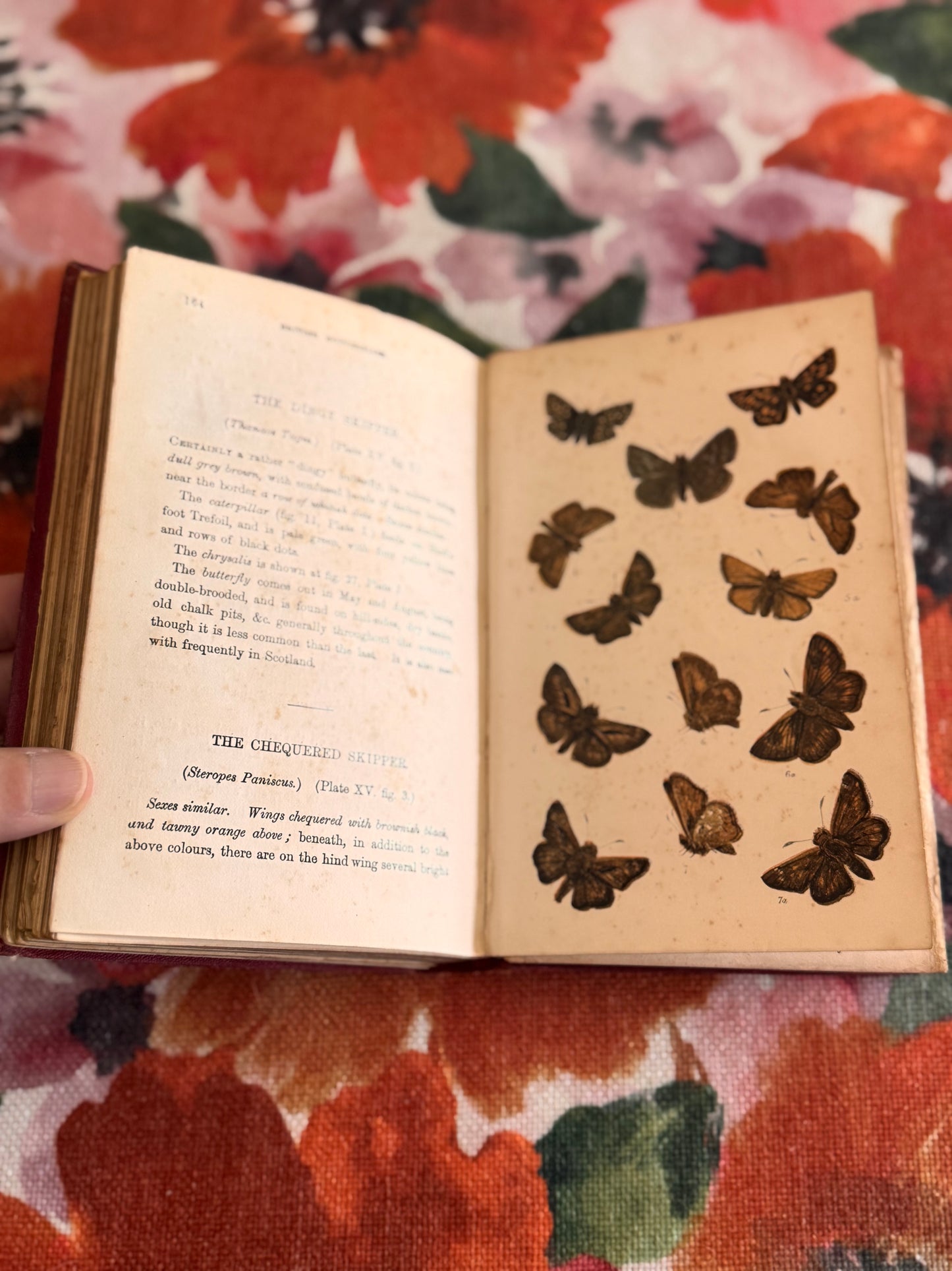 RESERVED FOR RHI Antique Victorian Copy of Common British Butterflies by WS Coleman Routledge 1880