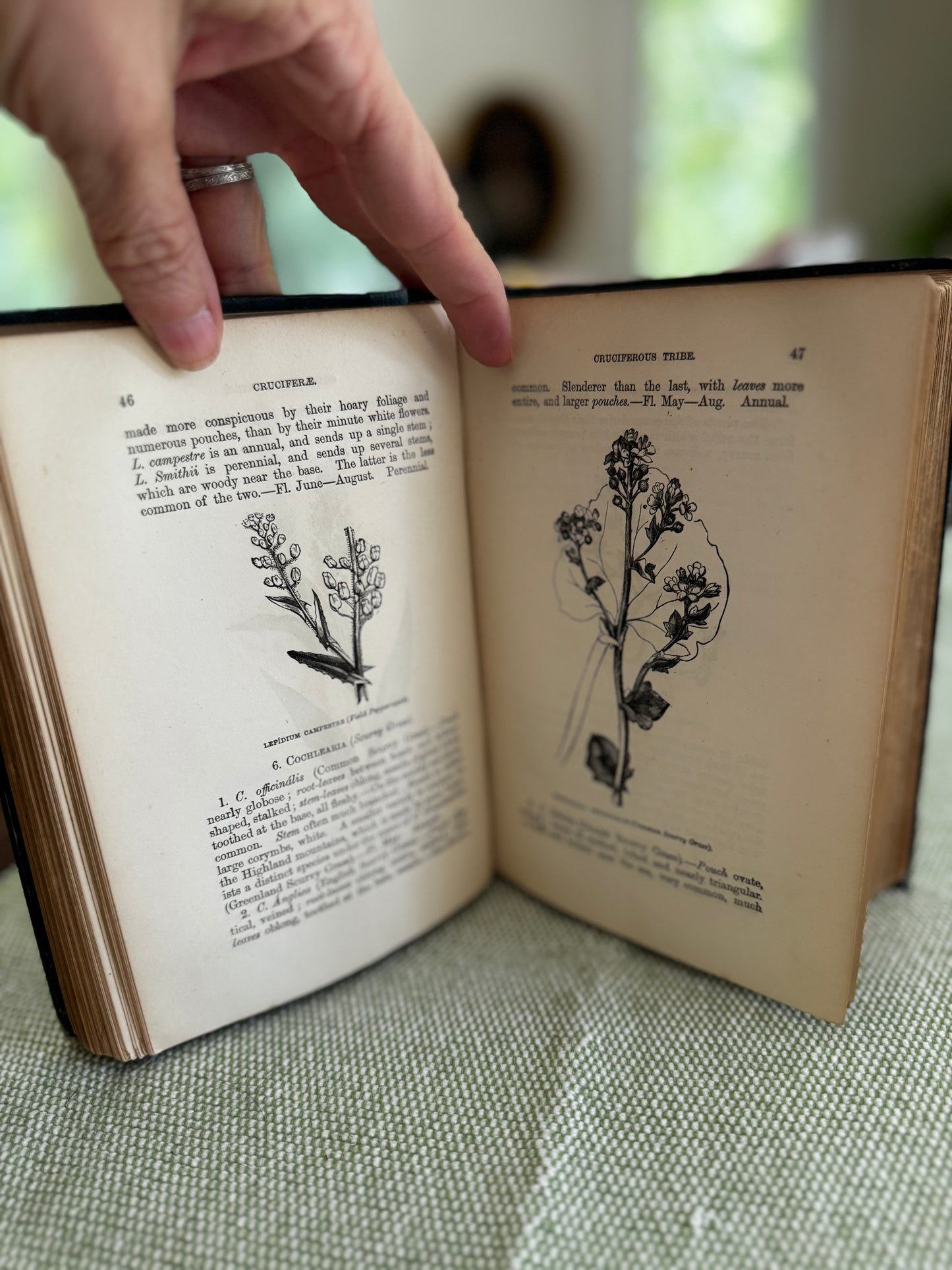 Antique Flowers of the Field Rev CA Johns 1884 Book