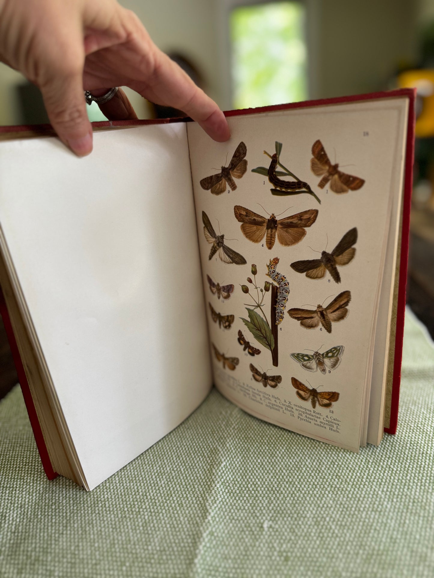 Butterflies & Moths by WF Kirby London 1913 Illustrated Book