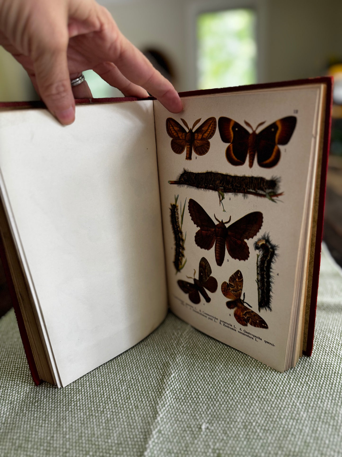 Butterflies & Moths by WF Kirby London 1913 Illustrated Book