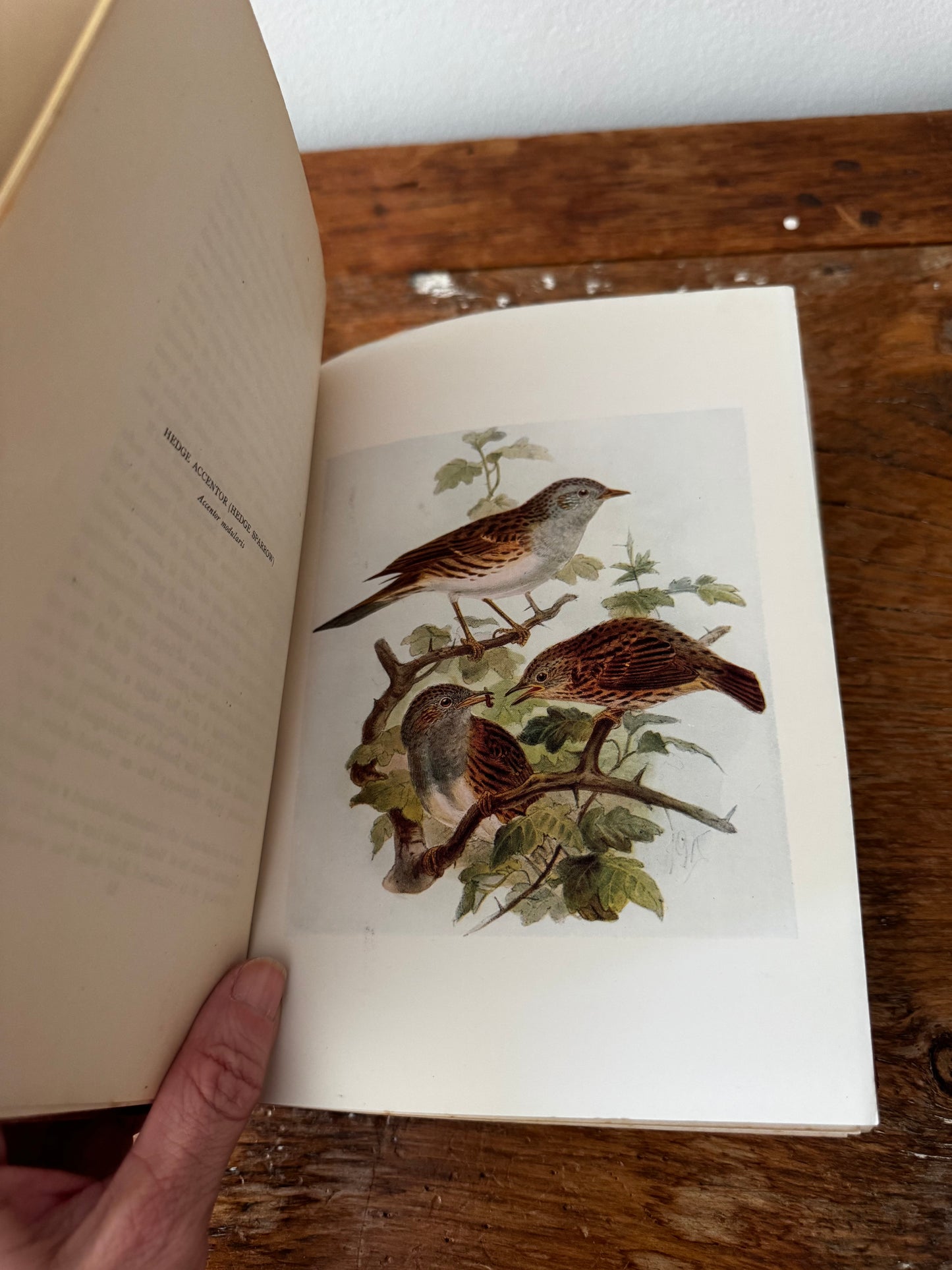 Bird of Britain by J. Lewis Bonhote 1907 Highly Illustrated Book