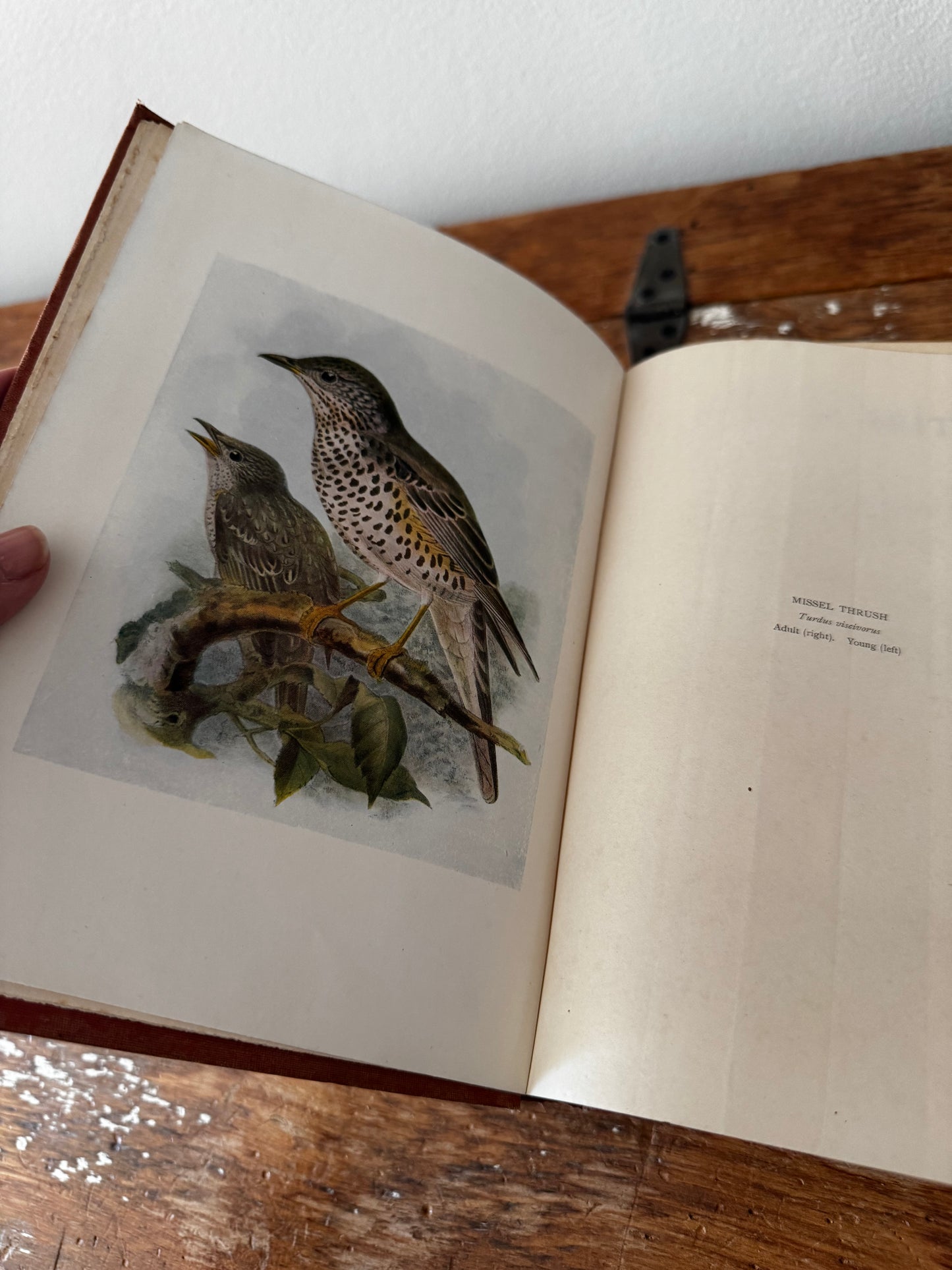Bird of Britain by J. Lewis Bonhote 1907 Highly Illustrated Book