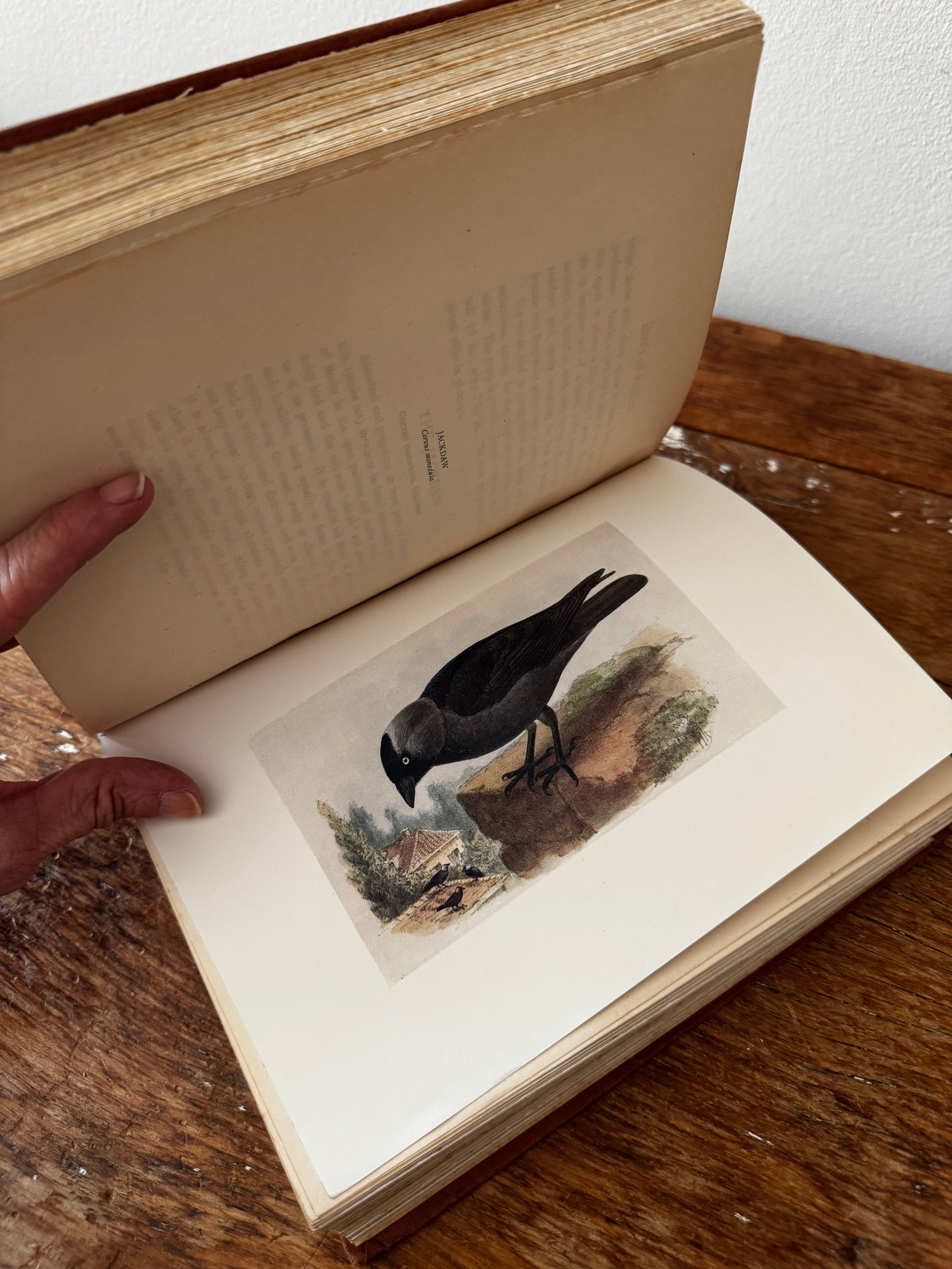 Bird of Britain by J. Lewis Bonhote 1907 Highly Illustrated Book