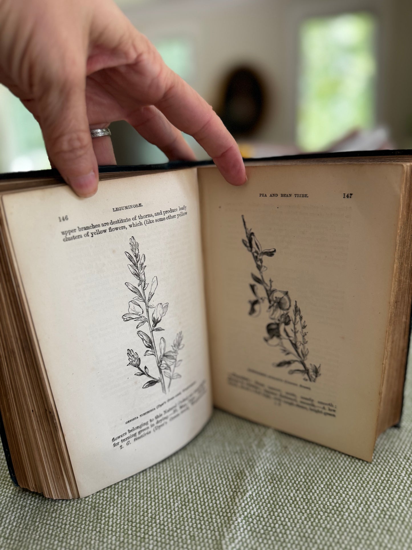 Antique Flowers of the Field Rev CA Johns 1884 Book