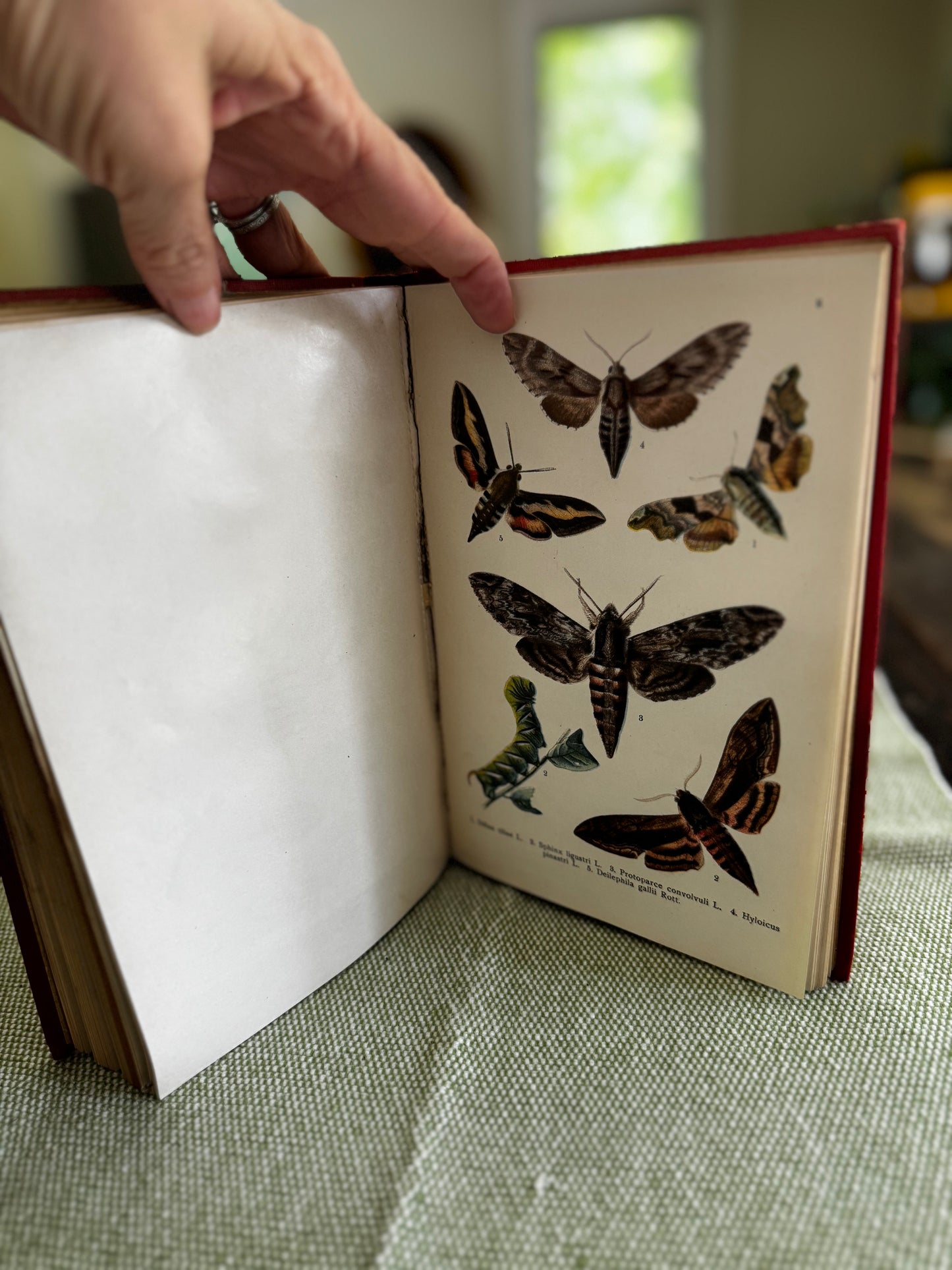 Butterflies & Moths by WF Kirby London 1913 Illustrated Book