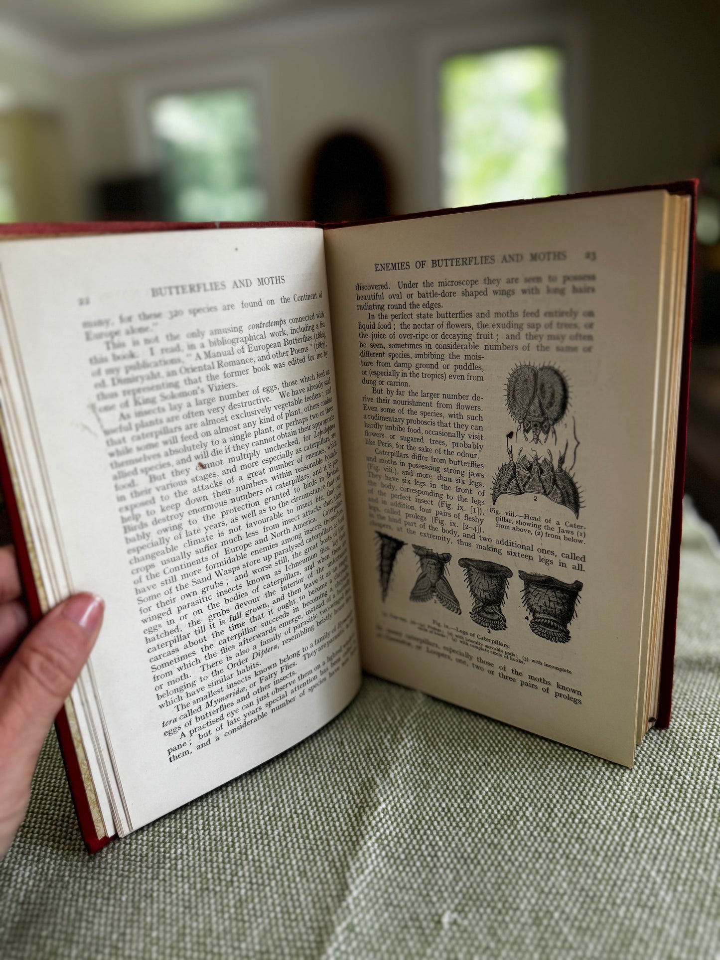 Butterflies & Moths by WF Kirby London 1913 Illustrated Book